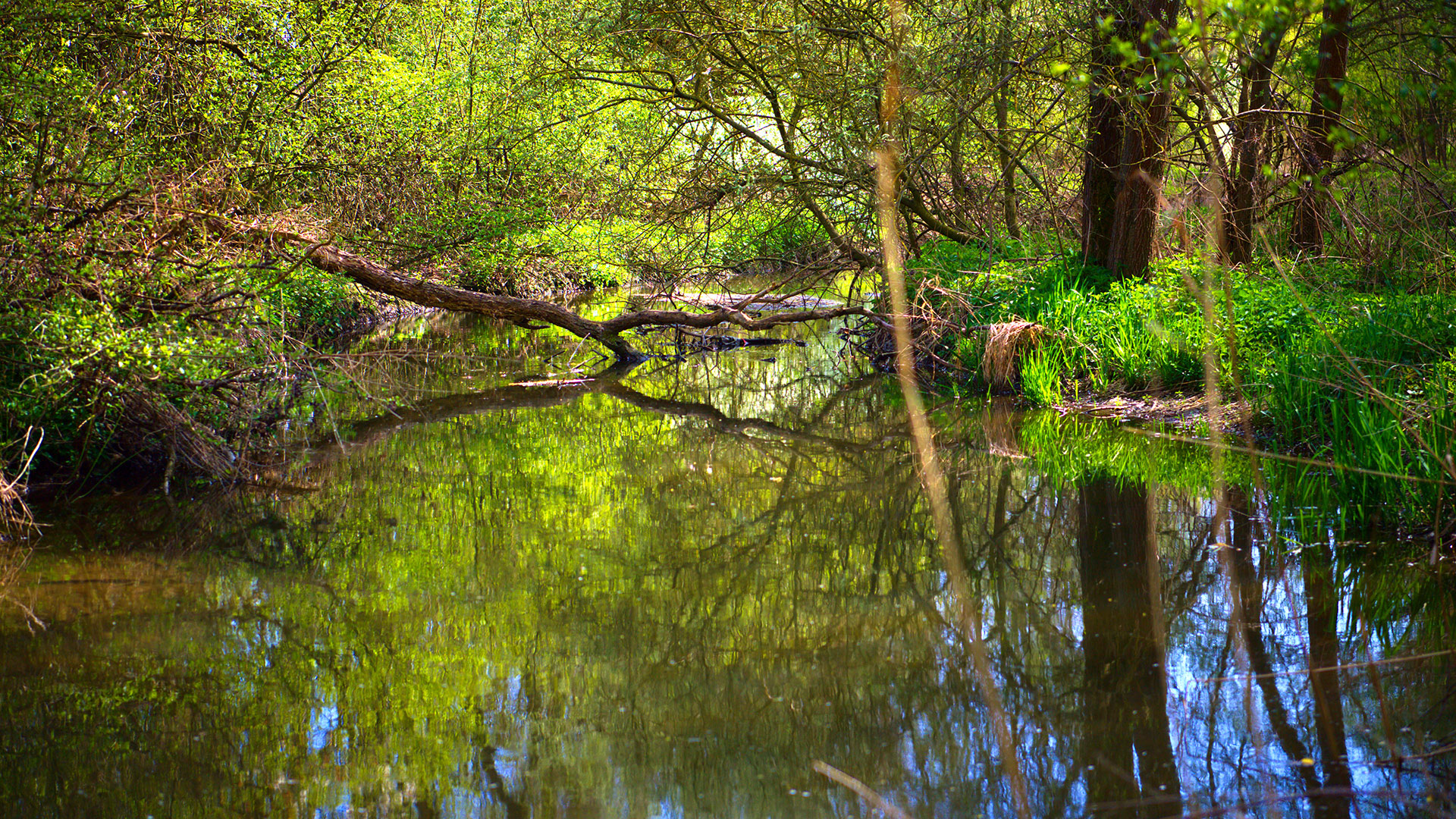 Hahnheim an der Selz