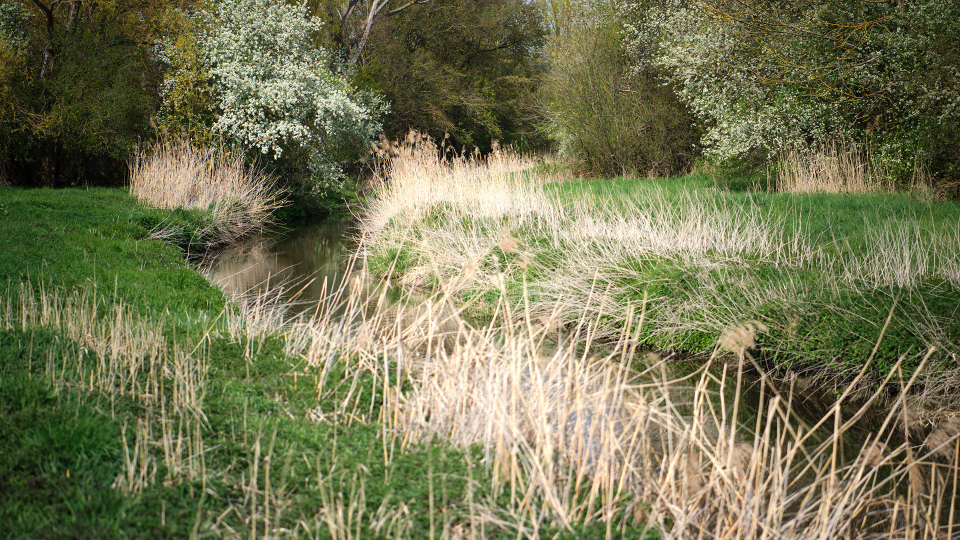 Hahnheim an der Selz