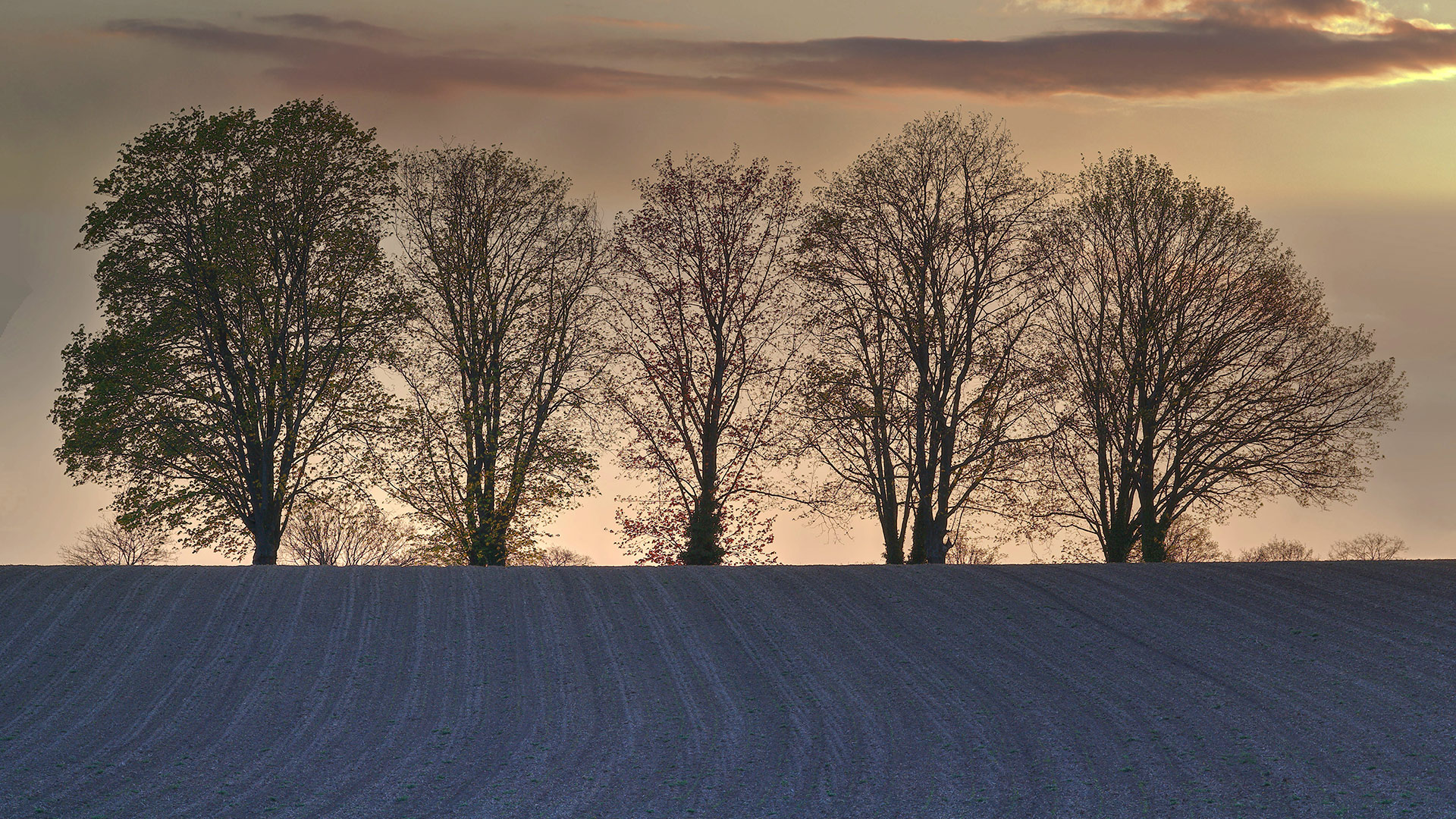 Hahnheim juedischer Friedhof