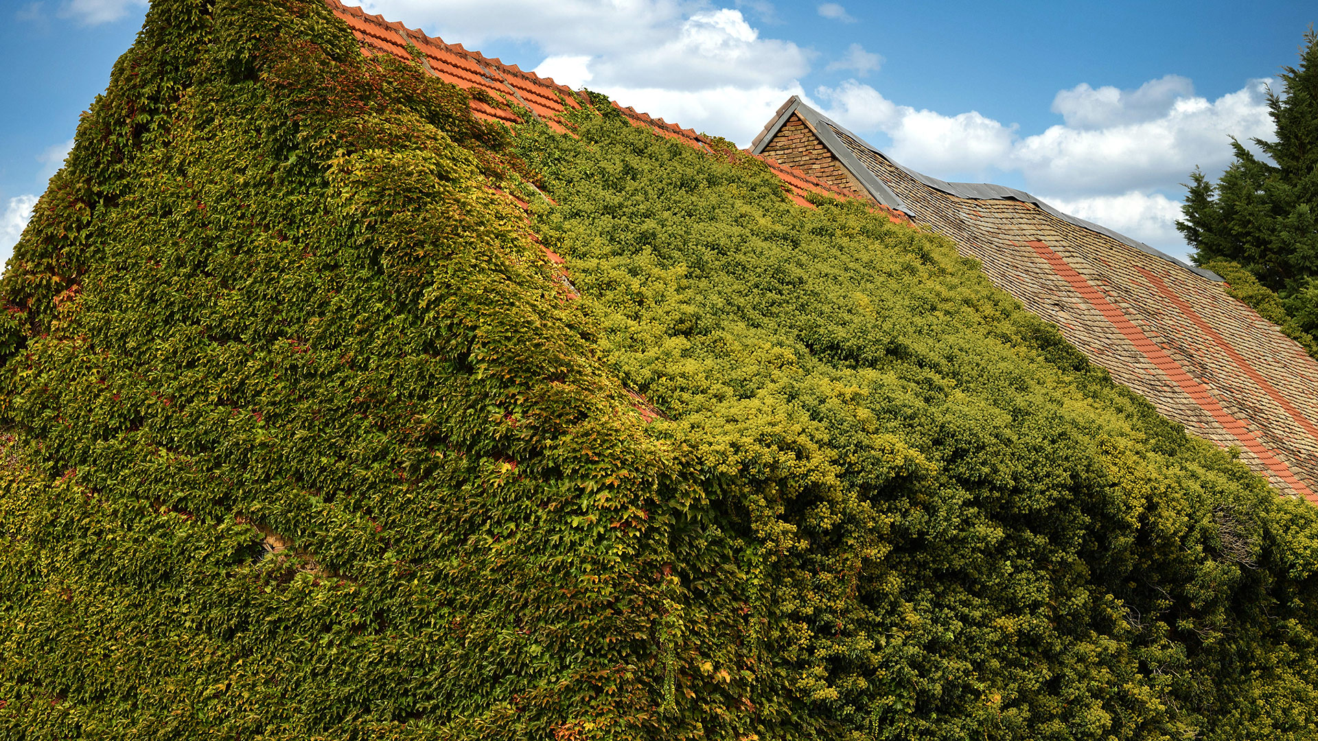 Hahnheim Verschiedenes